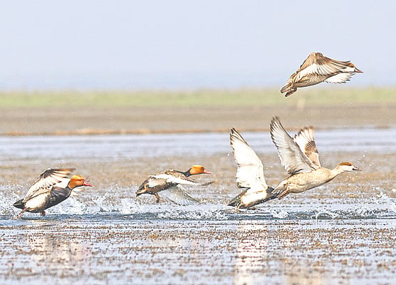 চটাইন্ন্যা বিলে পরিযায়ী লালমাথা ভূতিহাঁস