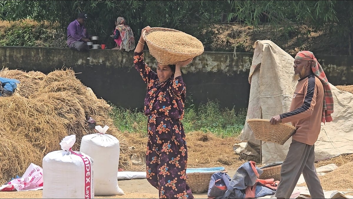 দেখার হাওরের খলায় ধান শুকানোয় ব্যস্ত সময় কাটছে কিষানি সুফিয়া বেগমের। পরিবারের অন্য সদস্যরাও এ কাজে নেমেছেন। আজ বুধবার দুপুরে সুনামগঞ্জ সদর উপজেলার ইসলামপুর এলাকায়