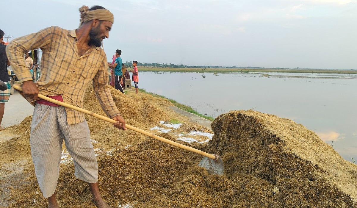 ডুবে যাওয়া জমির পাশে ধান শুকাচ্ছেন কৃষক আলাউদ্দিন। বৃহস্পতিবার বিকেলে কিশোরগঞ্জের করিমগঞ্জের বড় হাওর এলাকায়