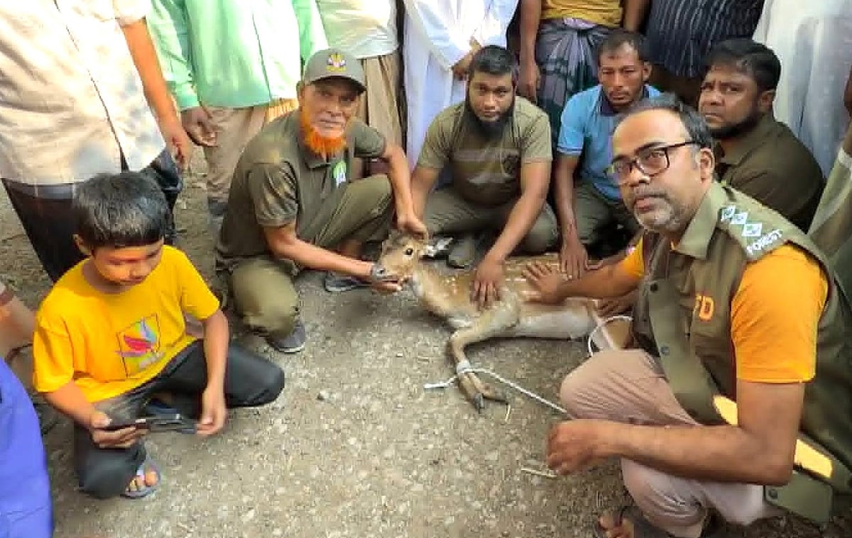 হরিণটিকে লোকালয় থেকে উদ্ধারের পর চিকিৎসার ব্যবস্থা করেন বন বিভাগের লোক। আজ সকালে বরগুনার পাথরঘাটা উপজেলার গাব্বারিয়া গ্রামে