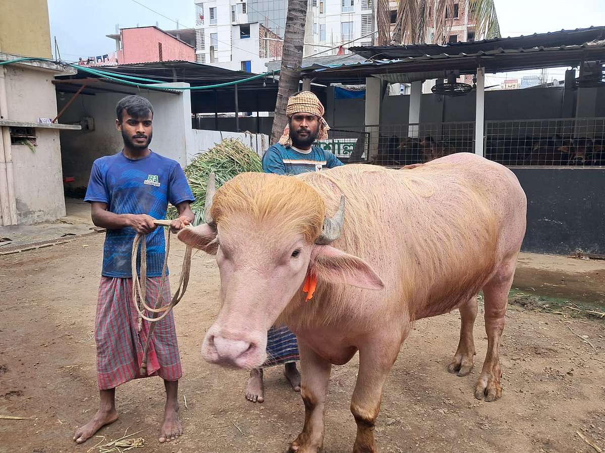 গোলাপি রঙের এই মহিষটির নাম ‘ডোনাল্ড ট্রাম্প। গতকাল মঙ্গলবার