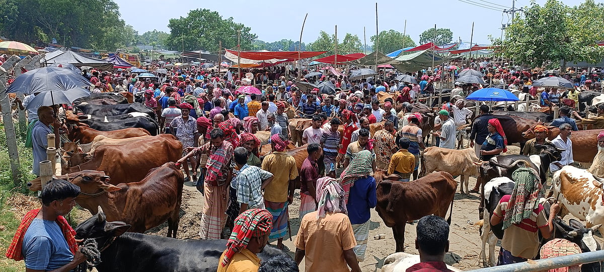 কোরবানির ঈদ সামনে রেখে সাঁথিয়ার করমজা পশুর হাটে বেড়েছে গরুর আমদানি। মঙ্গলবার হাটের দিনে