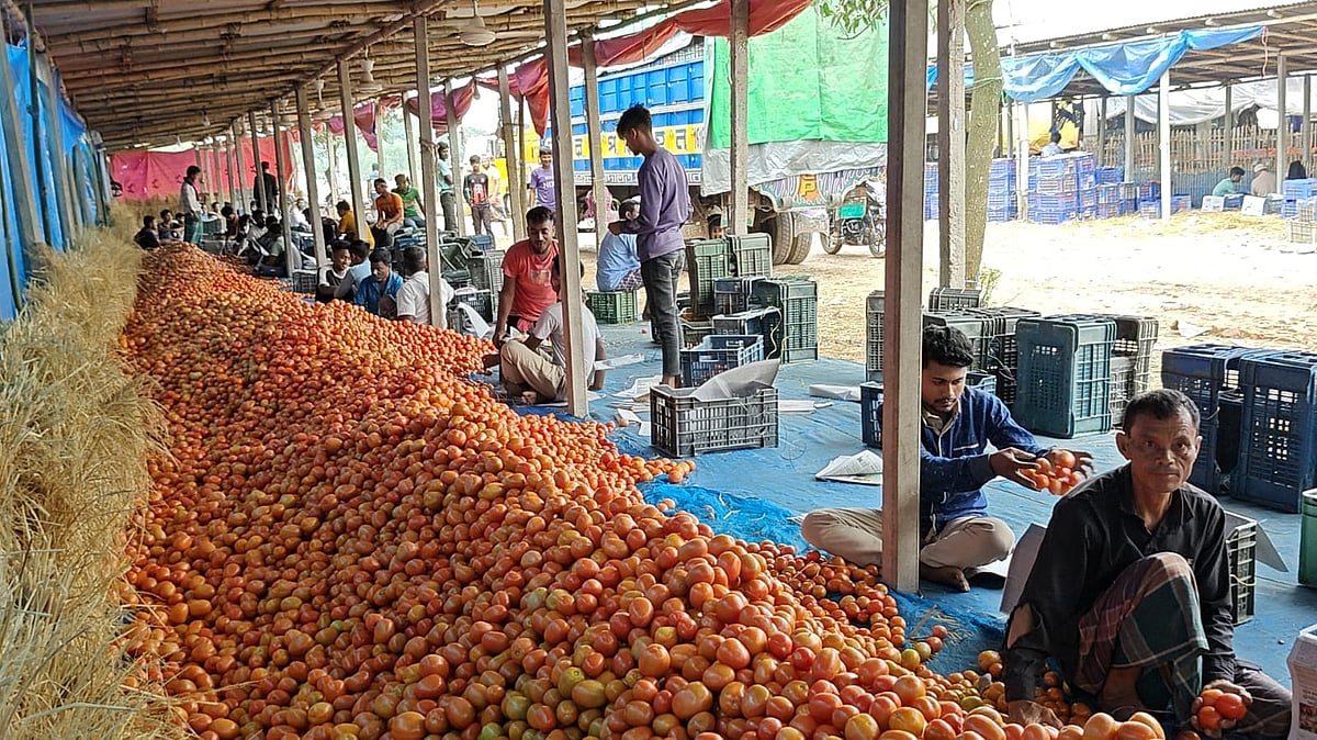 পাইকারি ও খুচরা ক্রেতাদের অপেক্ষায় স্থানীয় ব্যবসায়ী ও কৃষকেরা। সম্প্রতি গ্রীষ্মকালীন টমেটোর সবচেয়ে বড় হাট দিনাজপুরের গাবুরা বাজারে