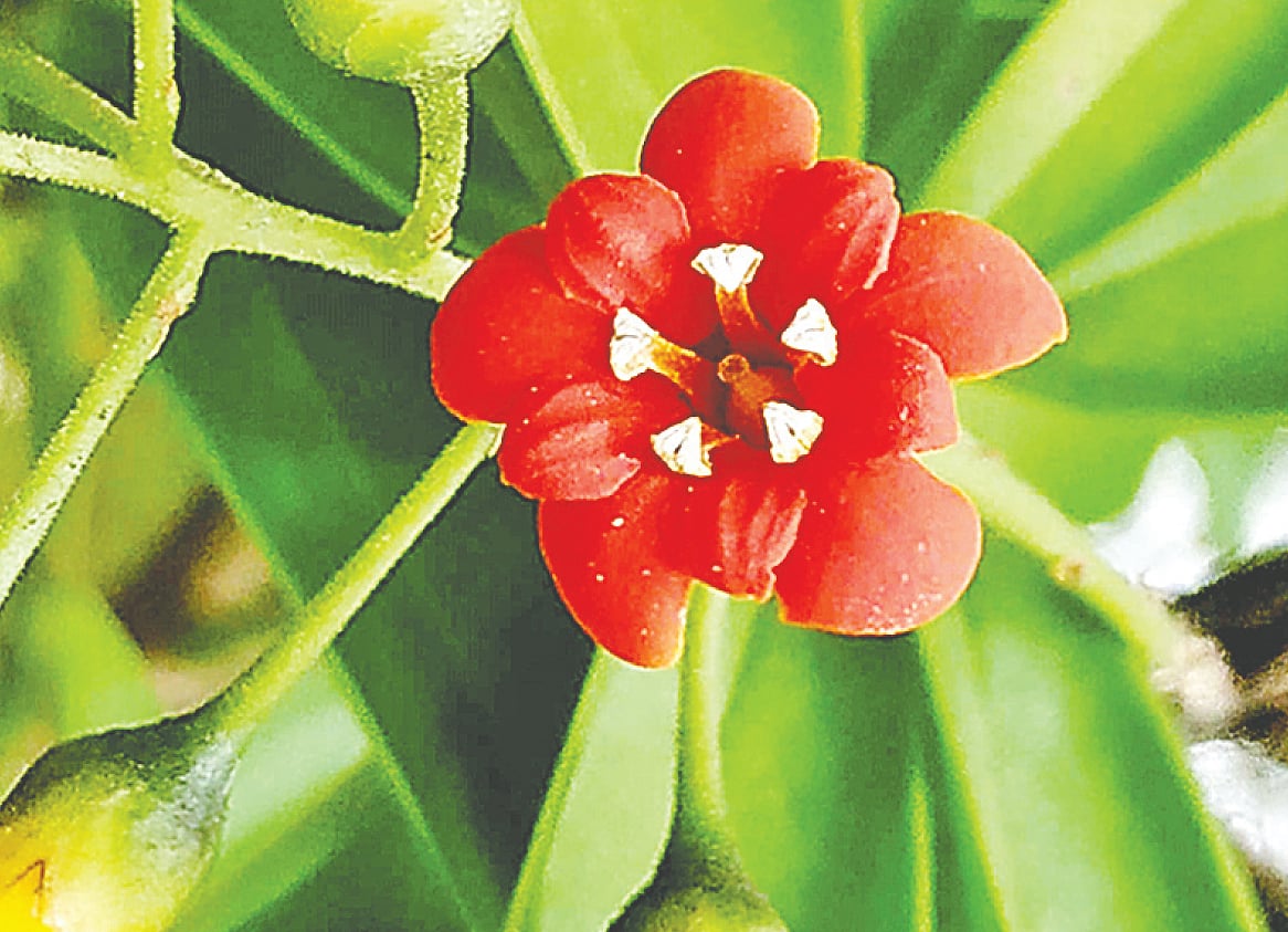 বাংলাদেশ কৃষি বিশ্ববিদ্যালয়ের বোটানিক্যাল গার্ডেনে জ্যাকুইনিয়া ফুল