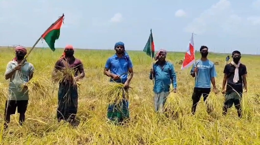 শরীয়তপুরের জাজিরায় পদ্মা নদীর তীরবর্তী একটি গ্রামে কৃষকের ধান কেটে দিয়েছেন ছাত্রলীগের নেতা–কর্মীরা।
