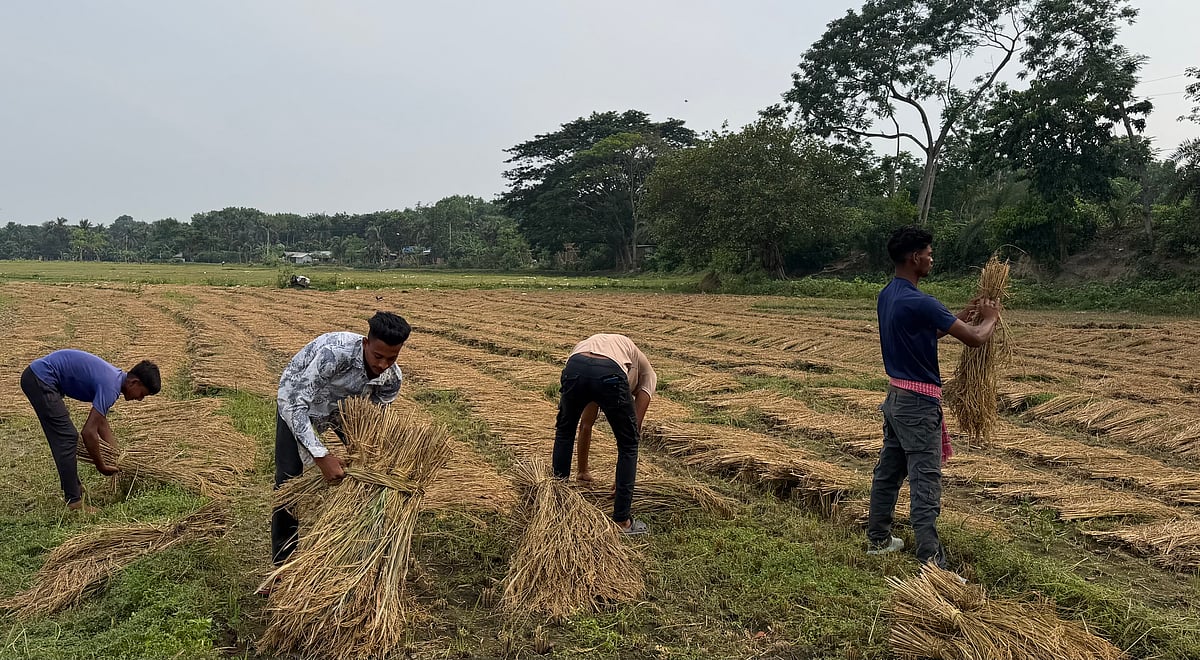 ঝিনাইদহের কাপাসহাটিয়া মাঠে কৃষকের ধান কাটছে শিক্ষার্থীরা। গত রোববার তোলা
