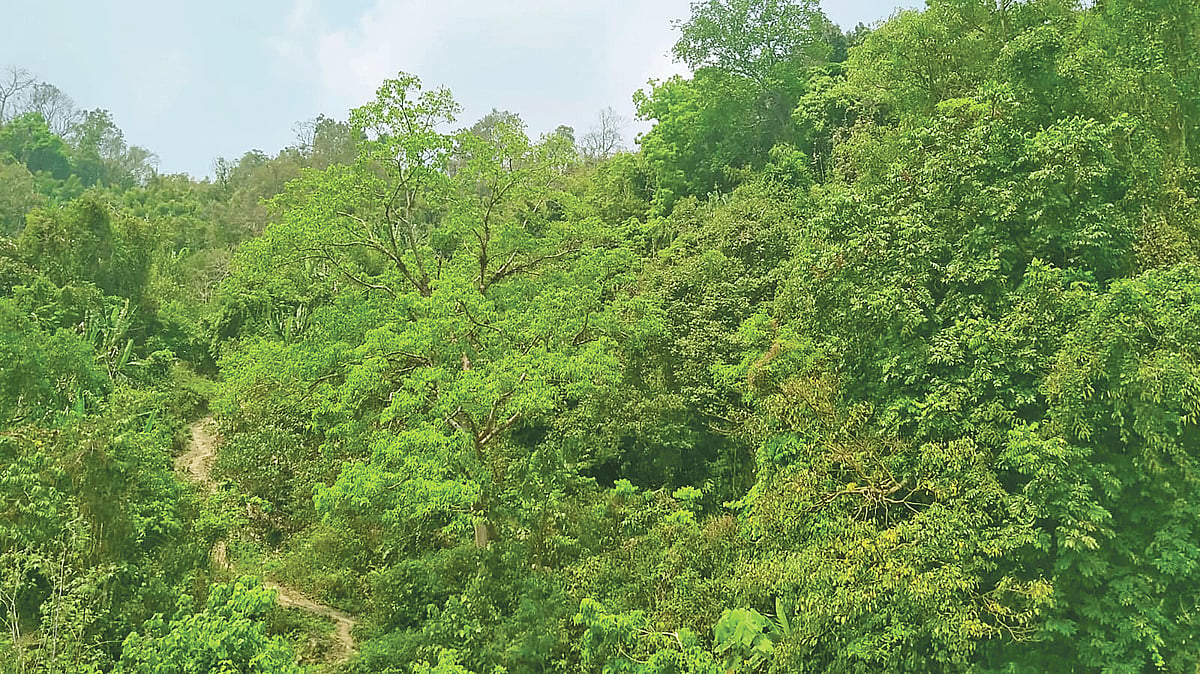 রাঙামাটির ডলুছড়ির মৌজা বনে সবুজের সমারোহ। শুষ্ক চৈত্র মাসেও সেই সবুজের কমতি নেই। কিন্তু পাহাড়ে সংরক্ষিত বনের চিত্র ভিন্ন
