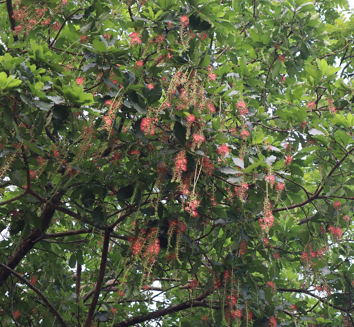 ঝুমকা লতার মতো ঝুলে আছে হিজলের ফুল। আজ শুক্রবার মৌলভীবাজার শহরের কোর্ট রোডে