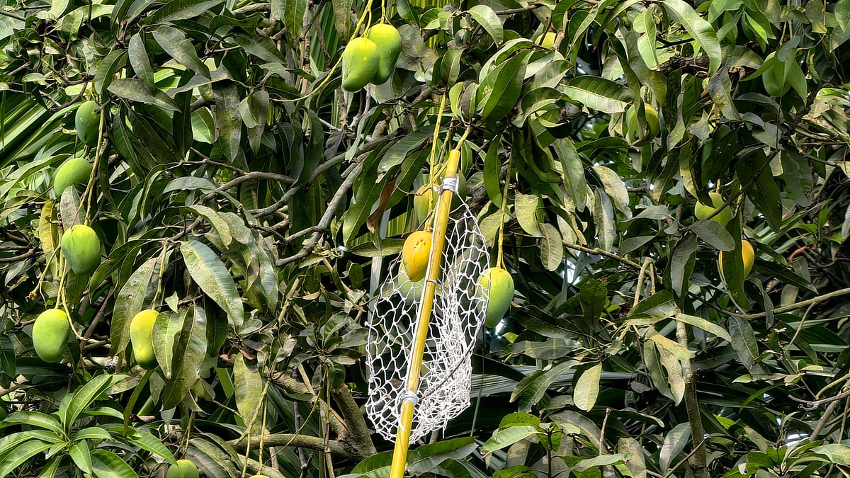 গাছ থেকে পাকা আম পাড়া হচ্ছে। শুক্রবার সকালে নাটোর সদর উপজেলার ভাতুড়িয়া হর্টিকালচার সেন্টারে