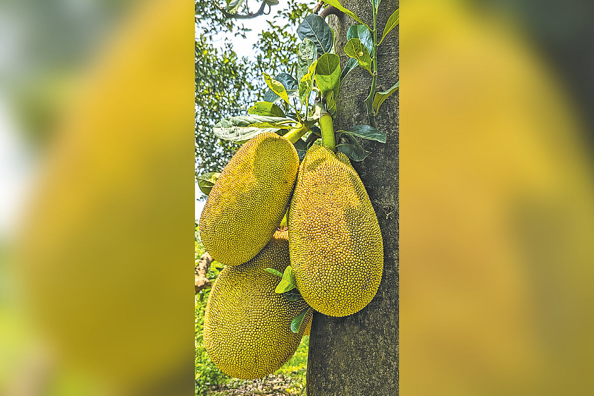প্রকৃতি, মানুষ ও হারিয়ে যেতে বসা সবুজের দিনলিপি - Image 1
