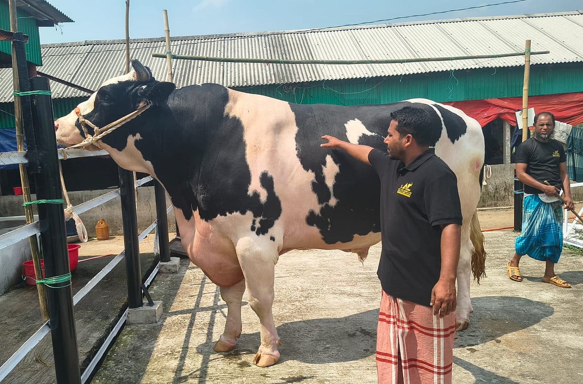শেরপুরের নালিতাবাড়ী উপজেলার সাদা-কালো রঙের বাংলার ডনকে পরিচর্যা করা হচ্ছে। শনিবার কাপাশিয়া পশ্চিমপাড়া এলাকার একটি খামার থেকে