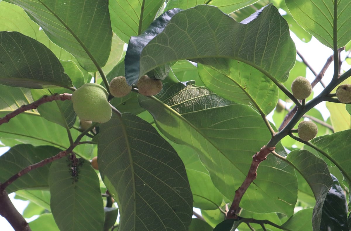 গাছে ধরেছে ডেউয়া ফল। শুক্রবার সকালে মৌলভীবাজার শহরের সৈয়ারপুরে
