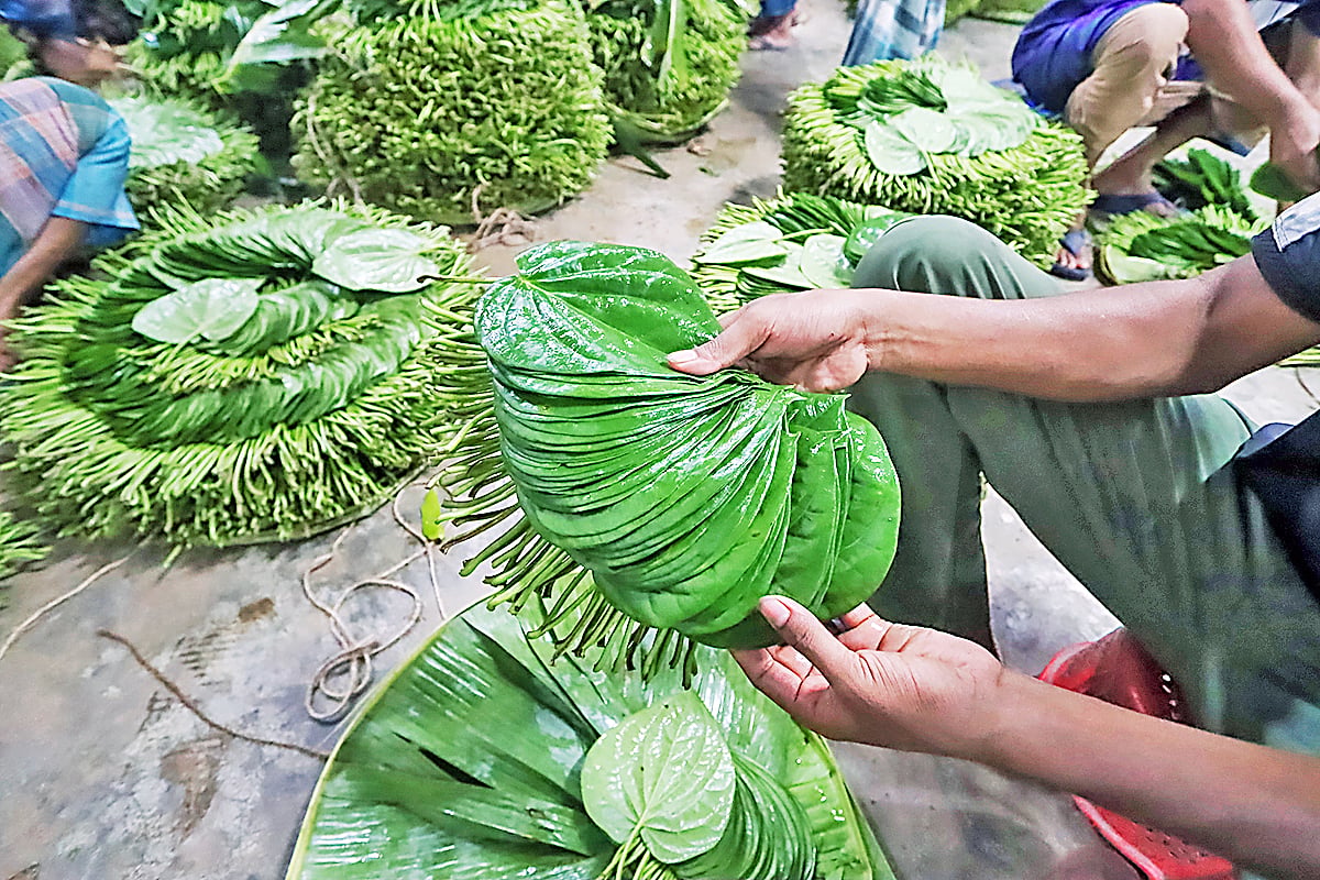 টরকীতে বিক্রি হচ্ছে ঐতিহ্যবাহী বরিশালের পান