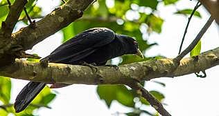 ব্যাংককে বসন্ত