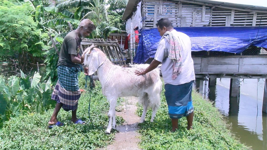 সাতক্ষীরায় খামারির খামারে থাকা ৭৬ কেজি ওজনের ছাগল। গতকাল মঙ্গলবার সকালে