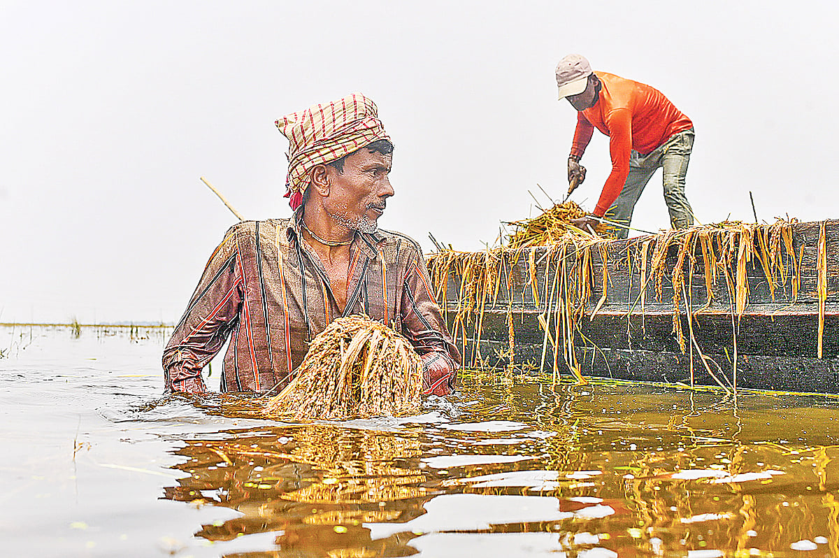বৃষ্টির পানিতে তলিয়ে যাওয়া ধান পানি থেকে নৌকায় তুলছেন কৃষকেরা। সম্প্রতি কিশোরগঞ্জের মিঠামইন হাওরে