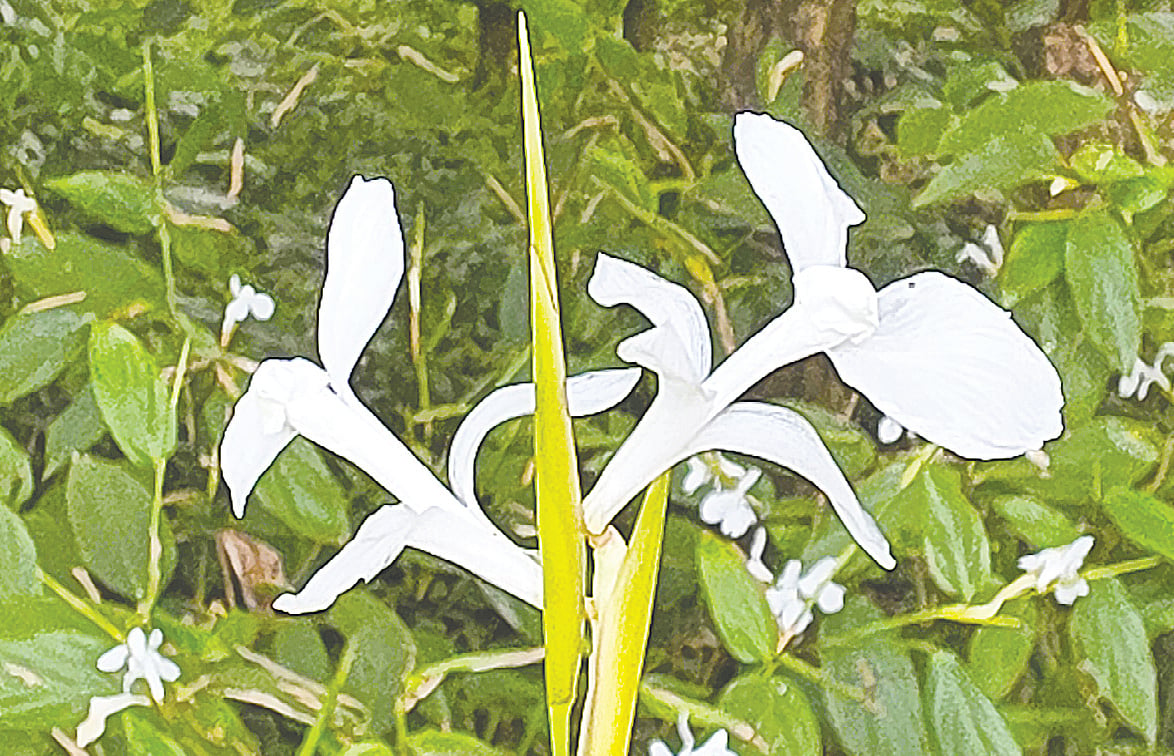 রাজধানীর মিরপুরে জাতীয় উদ্ভিদ উদ্যানে বৈশাখে দেখা শীতলপাটি ফুল