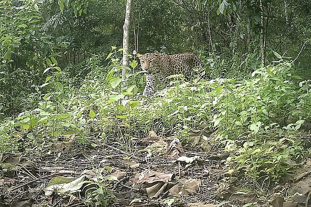 পার্বত্য চট্টগ্রামের একটি বনে স্বাধীনভাবে ঘুরে বেড়াচ্ছে চিতাবাঘ। ক্রিয়েটিভ কনজারভেশন এলায়েন্স (সিসিএ) নামের বন্যপ্রাণী বিষয়ক একটি সংস্থার ক্যামেরা ফাঁদে বাঘের ছবি ধারণ করা হয়