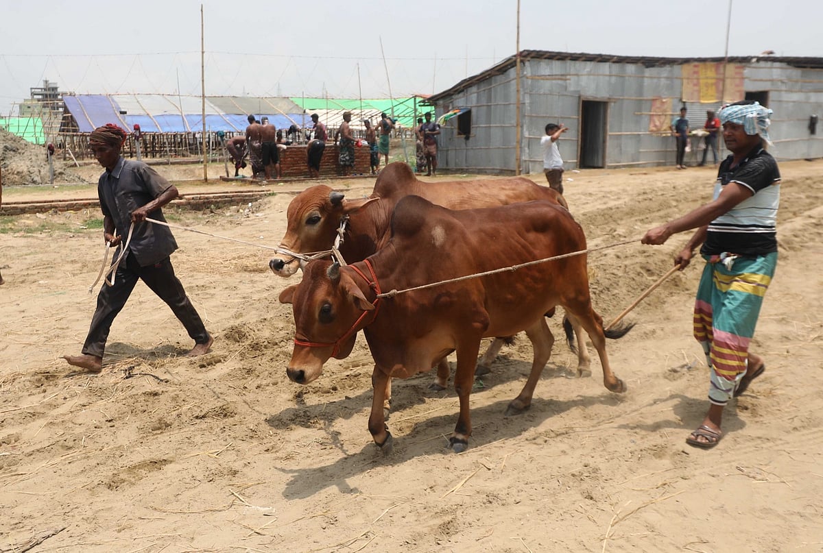 চট্টগ্রাম নগরের পতেঙ্গার সিডিএ বালুর মাঠের এই পশুরহাট এবার দরপত্র ছাড়াই ইজারা দেওয়া হয়েছে। ইজারা পেয়েছেন বিএনপির একজন নেতা
