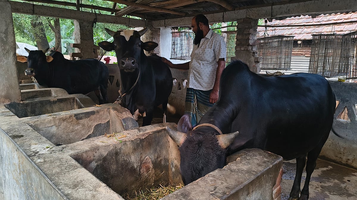খামারি একরাম আলী খাঁ কোরবানির ঈদ সামনে রেখে তিনটি গরু লালনপালন করেন। মঙ্গলবার বিকেলে যশোর সদর উপজেলার বলাডাঙ্গা গ্রামে