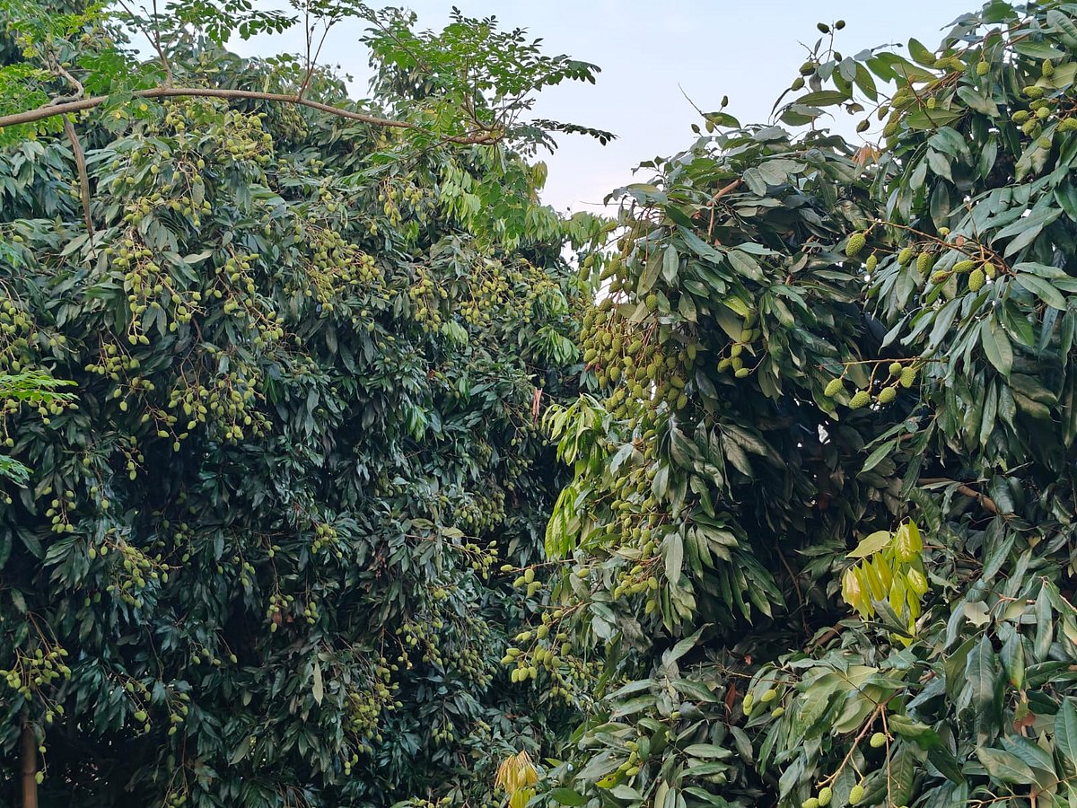 দিনাজপুরের বিরল উপজেলার একটি বাগানে থোকায় থোকায় লিচু ঝুলছে