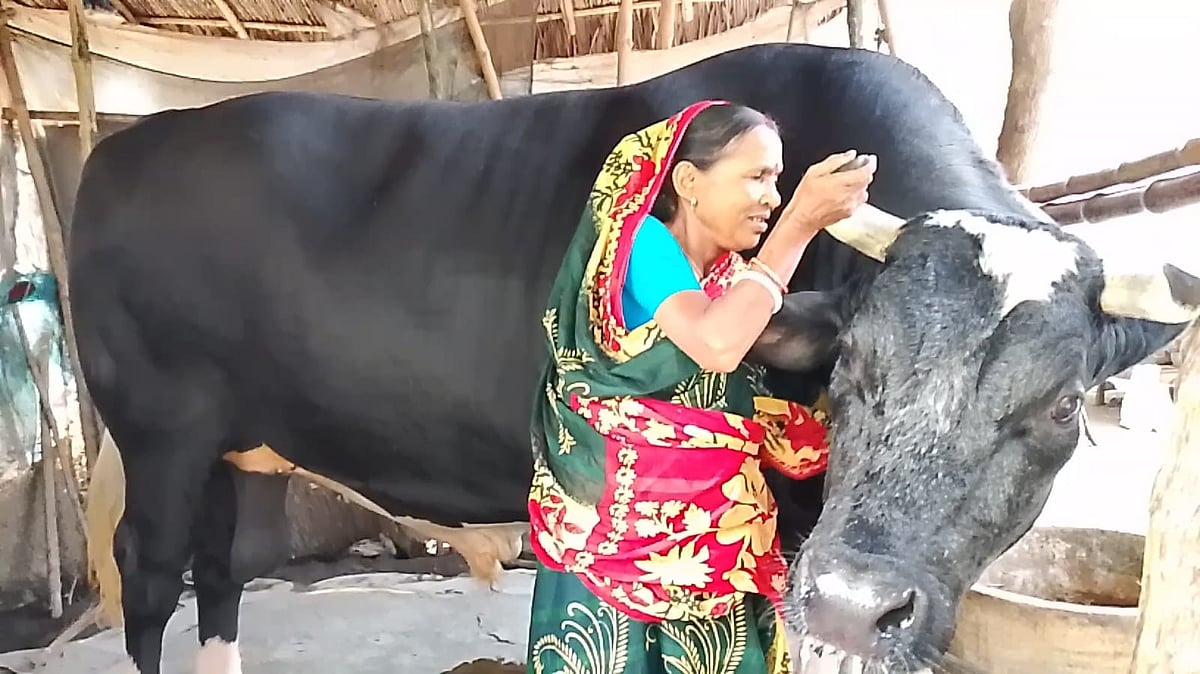 ঠান্ডা ভোলার দেখভাল করেন প্রসেনজিতের মা ঝরনা রায়। বৃহস্পতিবার দুপুরে যশোরের অভয়নগর উপজেলার ফুলেরগাতী গ্রামে