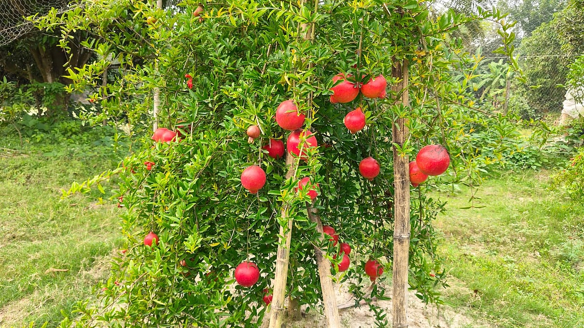 রাজশাহীতে বাণিজ্যিকভাবে আনার চাষ করছেন চারঘাট উপজেলার হলিদাগাছি গ্রামের শিবলী সাদিক। গাছে থোকায় থোকায় ধরেছে আনার