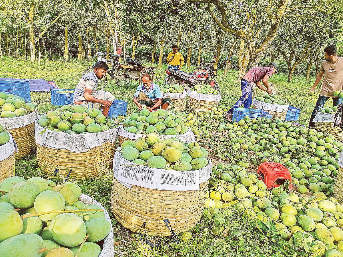 বিক্রির জন্য পাড়া হচ্ছে আম। সাতক্ষীরা সদর উপজেলার একটি বাগানে