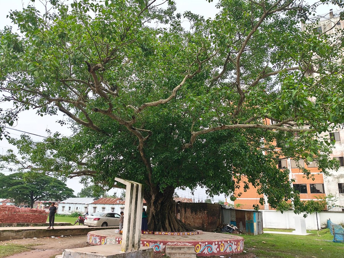 কবি নজরুলের স্মৃতি বিজড়িত বটবৃক্ষ। এ গাছ তলায় বসেই কবি বাঁশা বাজাতেন এমনটি প্রচলন রয়েছে।