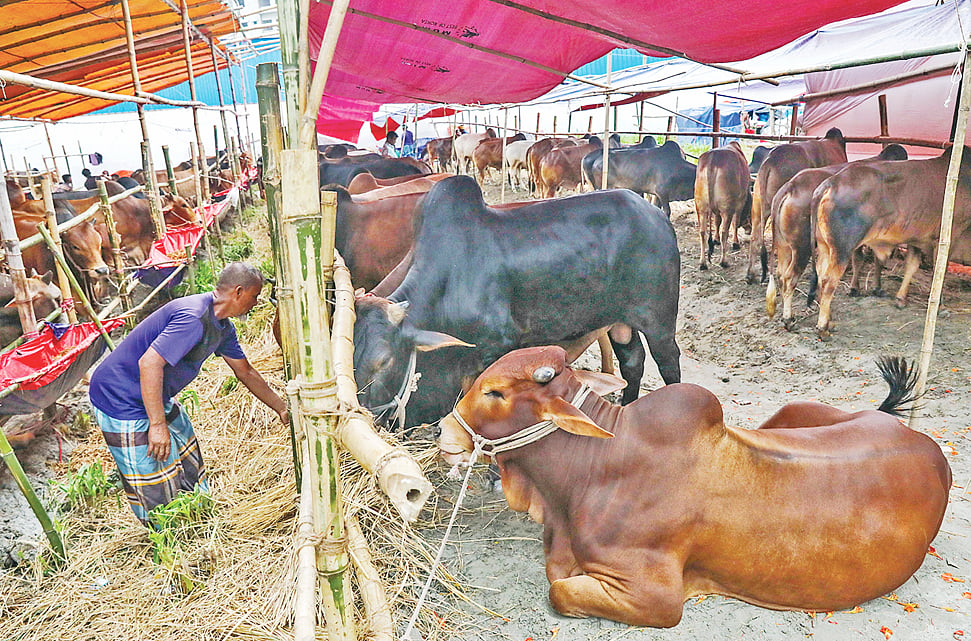 দেশের বিভিন্ন প্রান্ত থেকে আনা কোরবানির গরু। গতকাল সকালে রাজধানীর বছিলা
হাটে