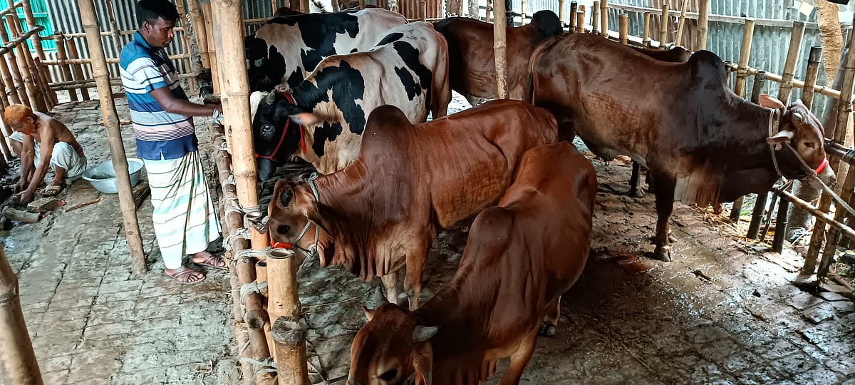 বেড়া পৌর এলাকার ডাকবাংলা মহল্লার একটি গরুর আবাসিক হোটেলে রাখা হয়েছে বিভিন্ন হাট থেকে কেনা গরু। গতকাল শুক্রবার