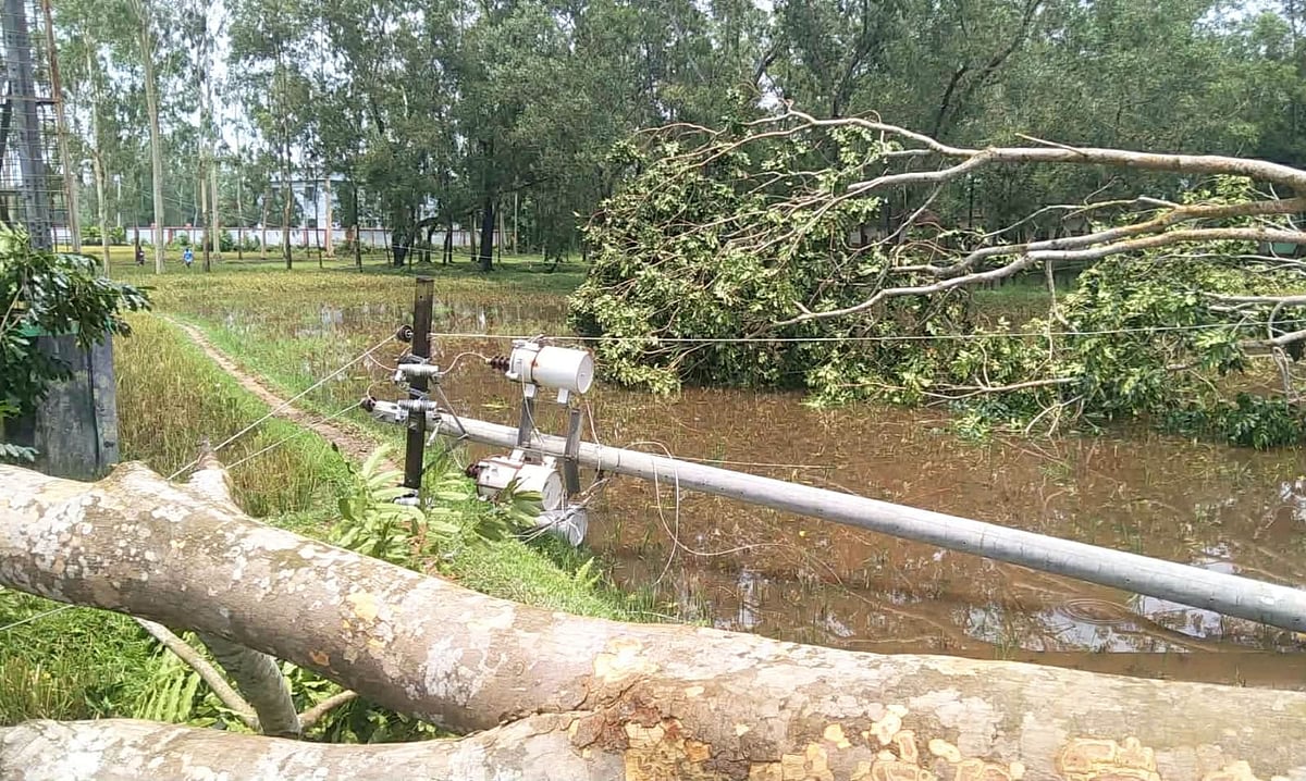 নালিতাবাড়ীতে ঝড়ে বিদ্যুতের খুঁটির ওপর গাছ পড়েছে। গতকাল শনিবার