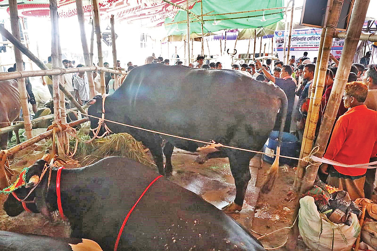 গাবতলী পশুর হাটে ‘কালো জামাই’। এর দাম চাওয়া হচ্ছে ৫৫ লাখ টাকা। গতকাল দুপুরে