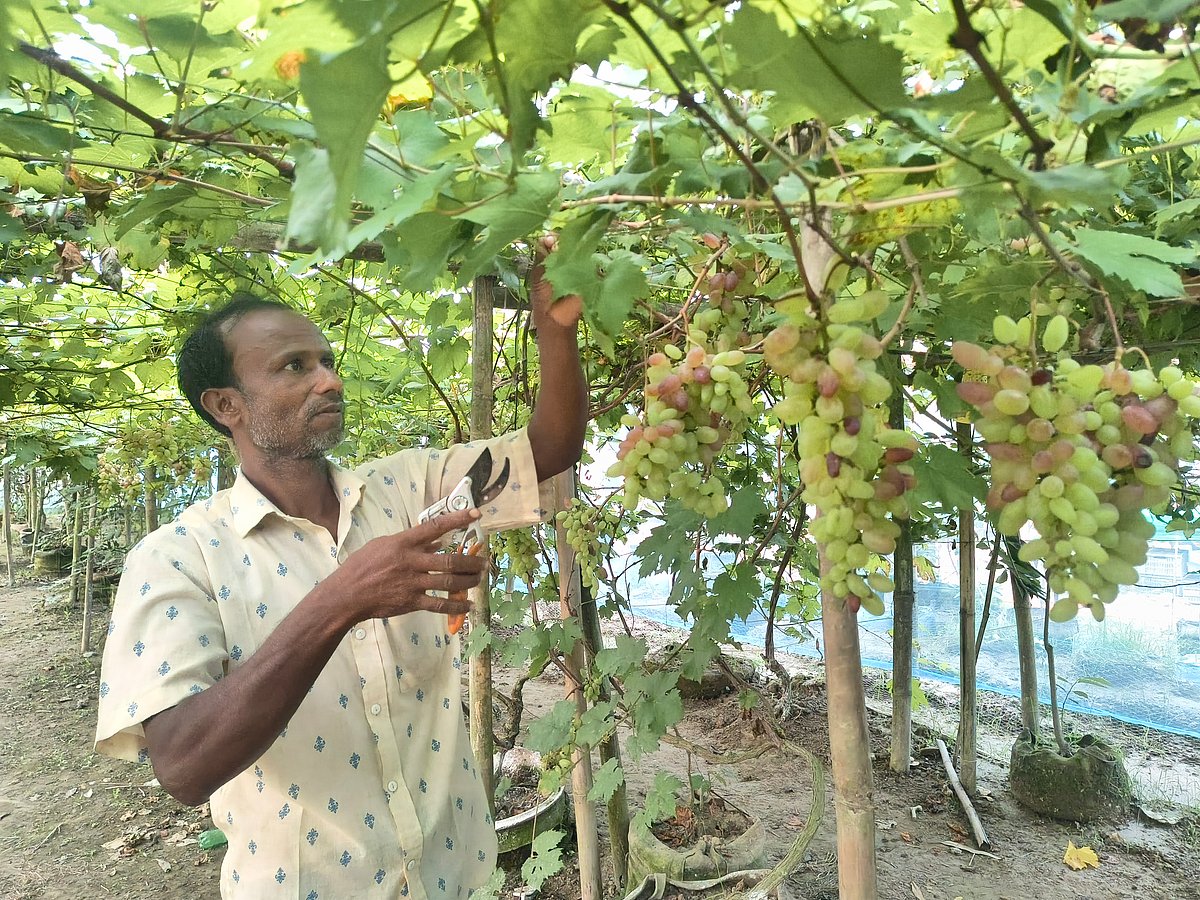 কুড়িগ্রামে রাশিয়ার বাইকুনুর জাতের আঙুর চাষ করছেন দুই উদ্যোক্তা। সম্প্রতি ফুলবাড়ি উপজেলার গঙ্গারহাট এলাকায়