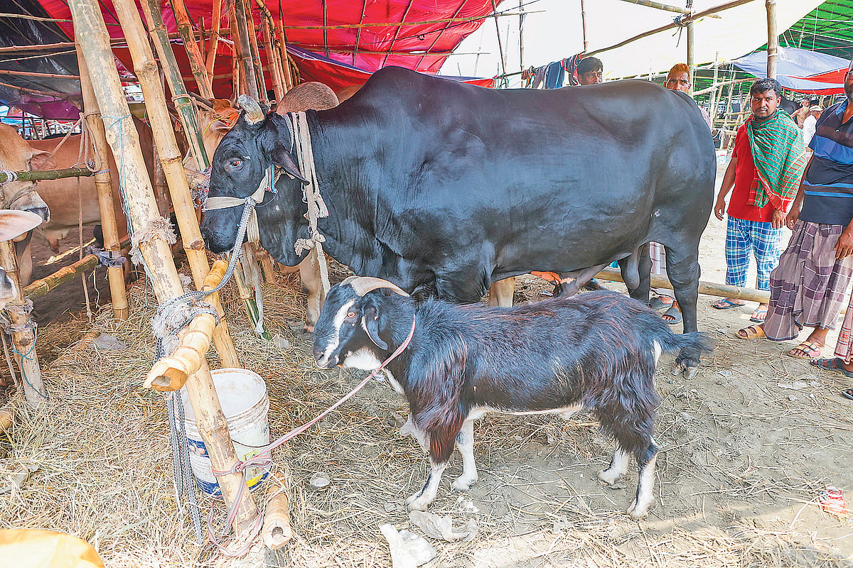 পটুয়াখালীর ‘কালা মানিক’। সঙ্গে ফ্রি খাসি। গতকাল দুপুরে রাজধানীর উত্তরার দিয়াবাড়ি হাটে