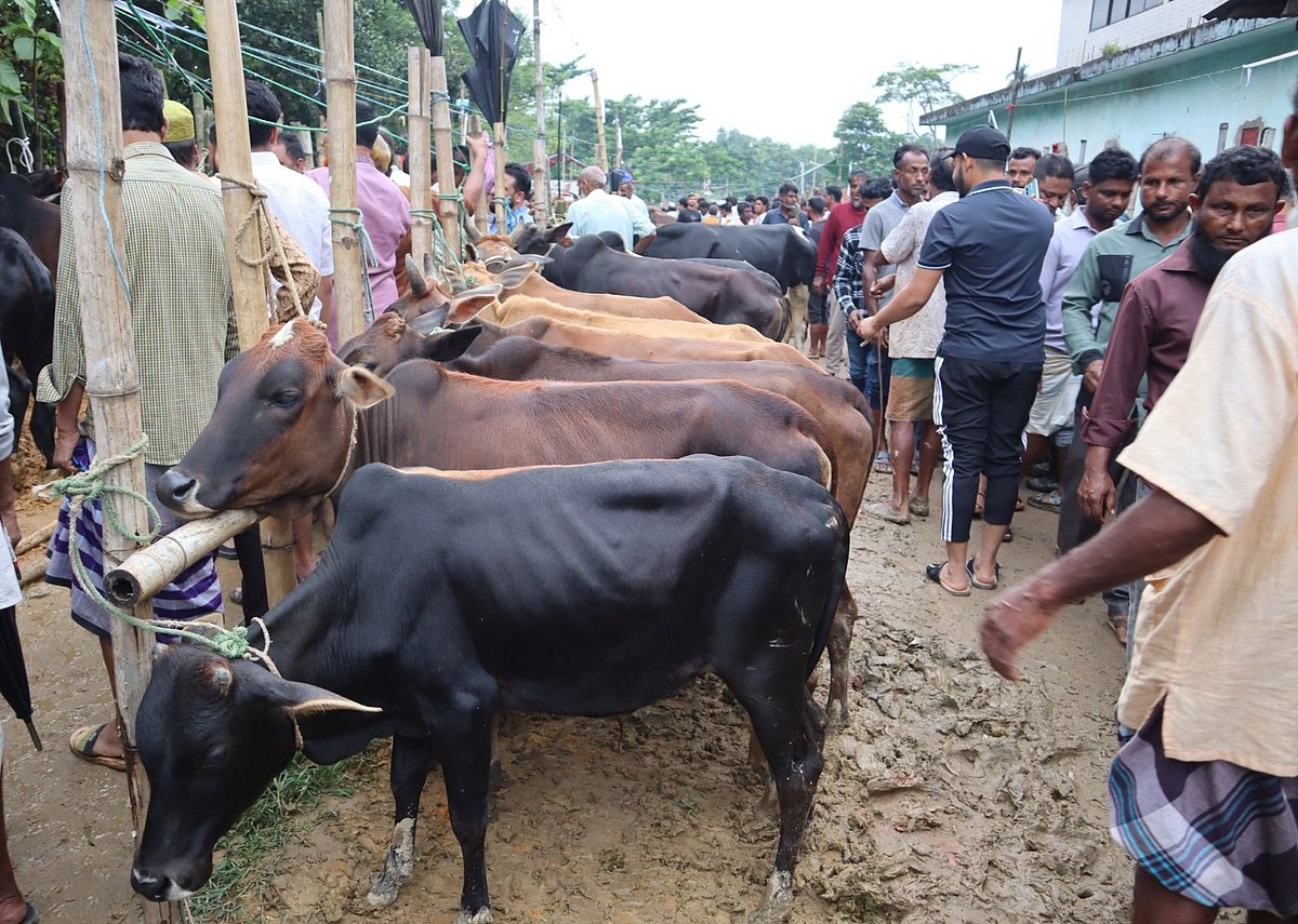 সারিবদ্ধভাবে খুঁটিতে গরু বেঁধে রাখা হয়েছে। ক্রেতা-দর্শক ঘুরে ঘুরে দেখছেন। রোববার বিকেলে মৌলভীবাজারের রাজনগর উপজেলার টেংরা বাজারে