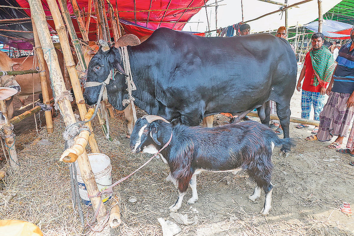 পটুয়াখালীর ‘কালা মানিক’। সঙ্গে ফ্রি খাসি। গতকাল দুপুরে রাজধানীর উত্তরার দিয়াবাড়ি হাটে