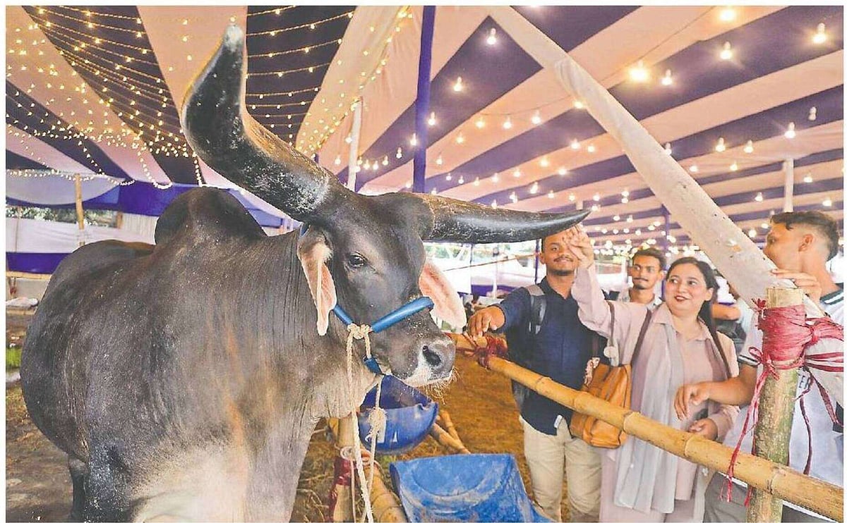 পবিত্র ঈদুল আজহা সামনে রেখে চট্টগ্রাম নগরের বায়েজিদে একটি খামারে গরু দেখছেন কয়েকজন ক্রেতা। গতকাল বেলা তিনটায়