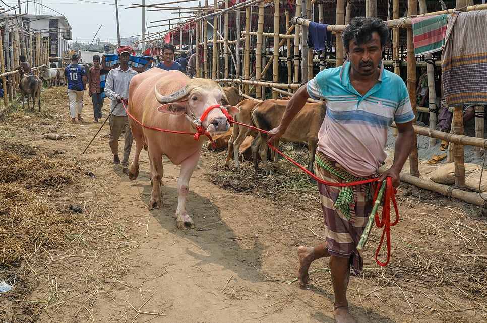 ঈদ উপলক্ষে দেশের বিভিন্ন স্থান থেকে আনা হয়েছে মহিষ। গত রোববার গাবতলী পশুর হাটে