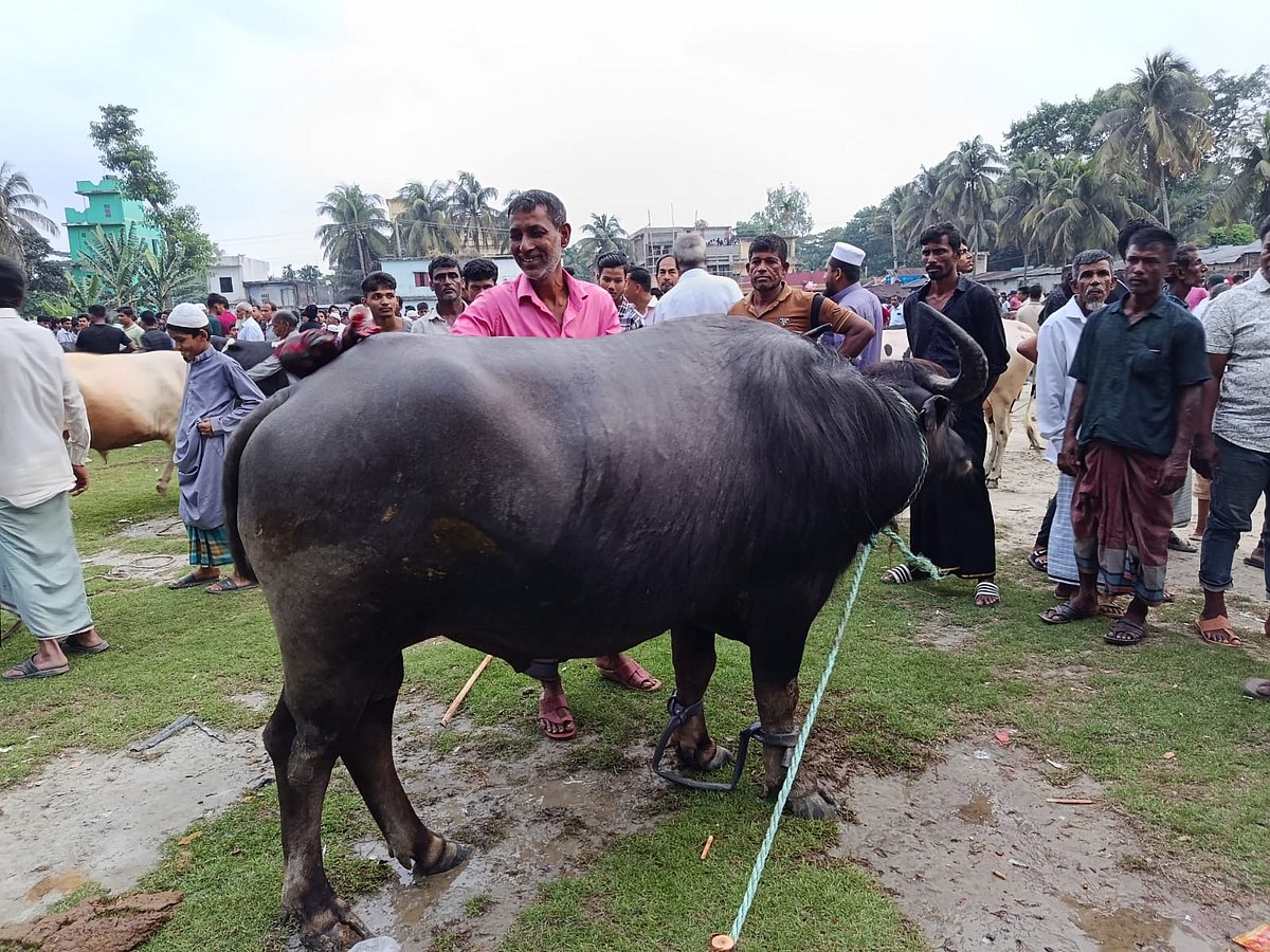 কোরবানির পশুর হাটে বিক্রির জন্য আনা হয়েছে মহিষ। চট্টগ্রামের সন্দ্বীপের আকবর হাট