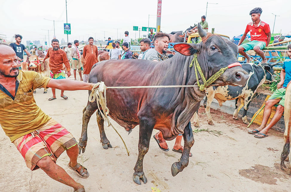 গরু কিনে বাড়িতে নিয়ে যাচ্ছেন ক্রেতারা। গতকাল রাজধানীর গাবতলী হাটে