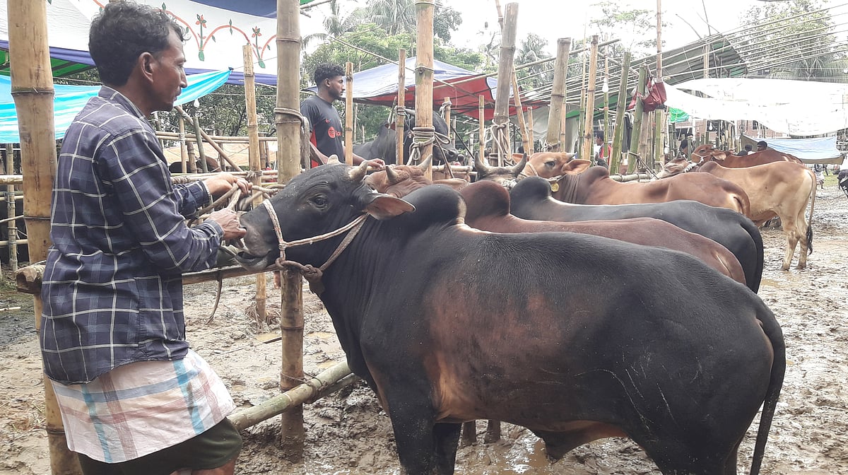 খুঁটিতে বাঁধা গরু নিয়ে বিক্রেতার অপেক্ষায় ব্যবসায়ী। বৃষ্টির কারণে হাটে ক্রেতা কম। বুধবার দুপুরে মৌলভীবাজার শহরের কাশীনাথ আলাউদ্দিন হাইস্কুল অ্যান্ড কলেজ মাঠে