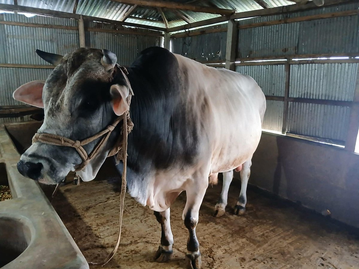 ধূসর-ছাই রঙের বিশাল আকৃতির ষাঁড়টির খাবার খরচ চার থেকে পাঁচ শ টাকা। সম্প্রতি লালমনিরহাটের আদিতমারী উপজেলার সাপ্টিবাড়ি ইউনিয়নের পূর্ব দৈলজোর এলাকায়