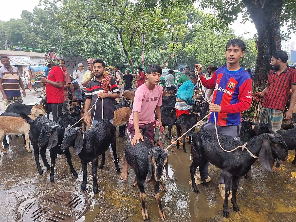 রাজধানীর আরামবাগের এজিবি কলোনির মুখের সড়কে বিক্রি হচ্ছে কোরবানির ছাগল