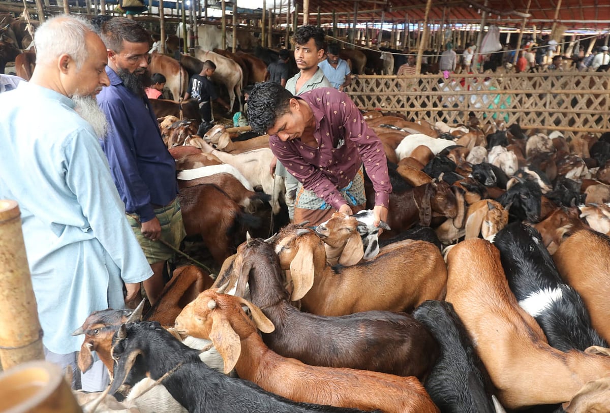 ক্রেতাদের ছাগল দেখাচ্ছেন এক বিক্রেতা। গতকাল মঙ্গলবার চট্টগ্রামের সাগরিকা পশুর হাটে