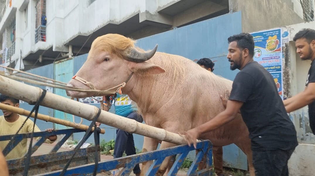 আলোচিত মহিষ ‘ডোনাল্ড ট্রাম্প’কে কেরানীগঞ্জ থানায় নেওয়ার জন্য ট্রাকে ওঠানো হচ্ছে। ২৭ মে, ২০২৬