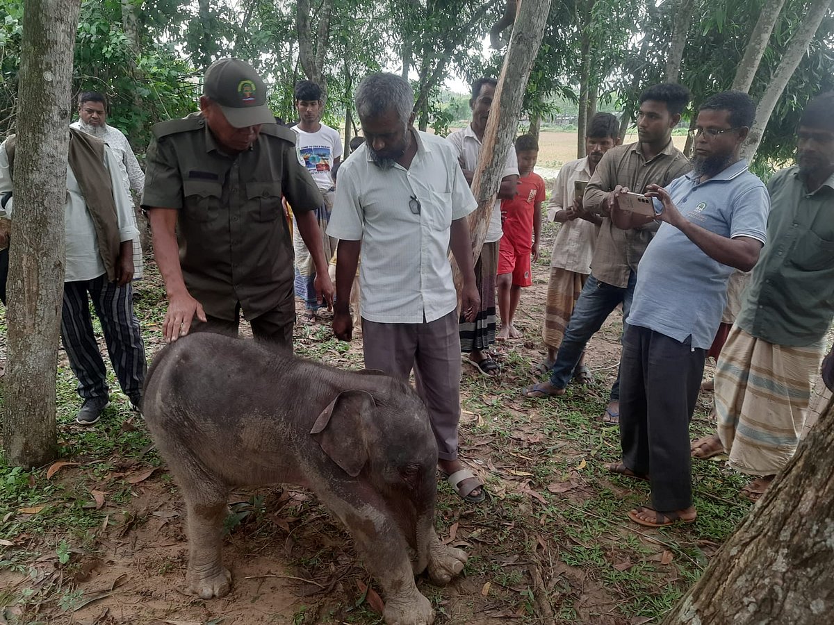 দলছুট হস্তীশাবকটি উদ্ধার করেন বন বিভাগের কর্মীরা