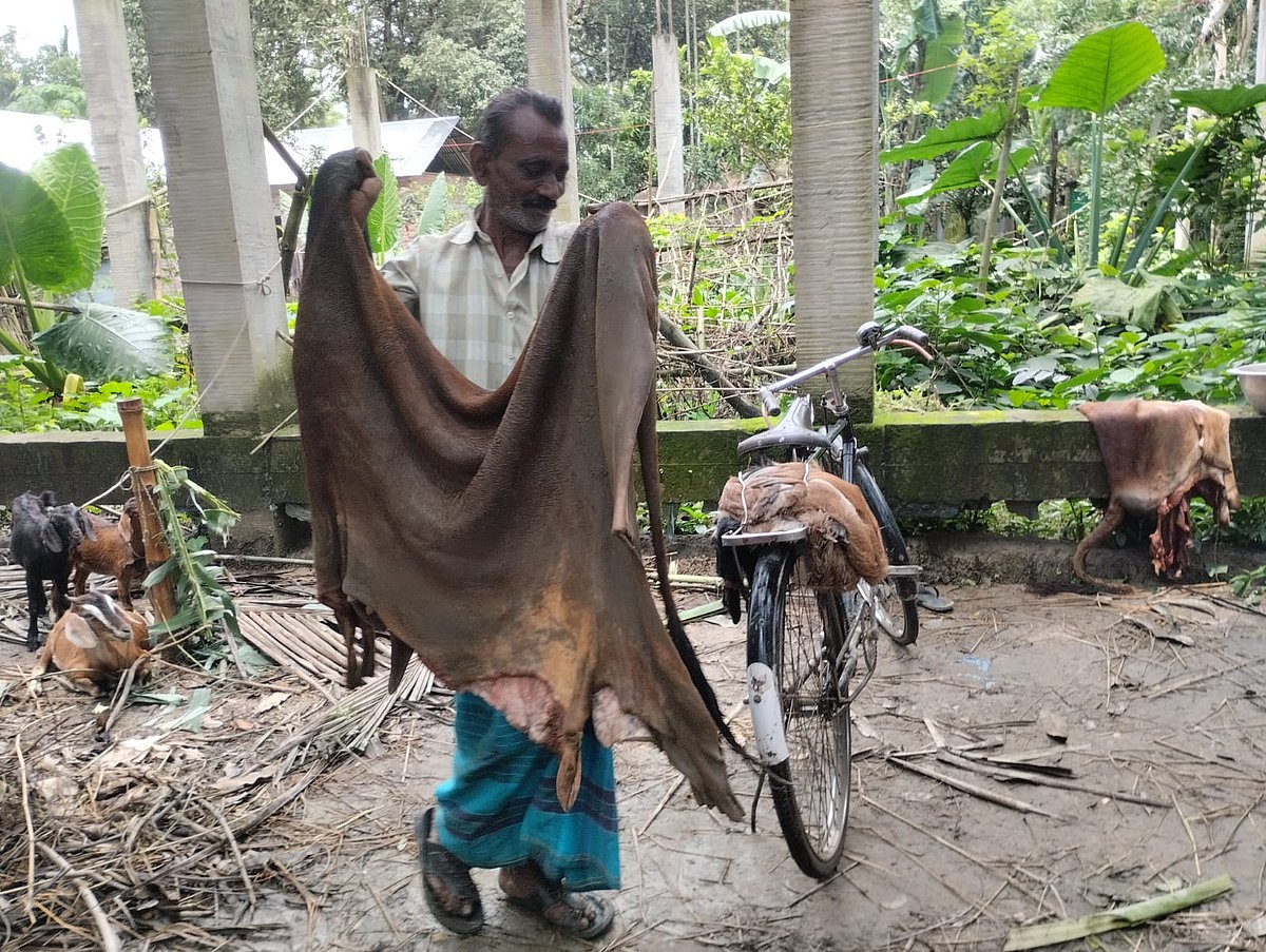 চামড়া বিক্রি করতে না পেরে বাড়িতে ফেরত নিয়ে যাচ্ছেন গাইবান্ধার পলাশবাড়ী উপজেলার মনোহরপুর গ্রামের ক্ষুদ্র চামড়া ব্যবসায়ী হরিপদ দাস। বৃহস্পতিবার দুপুরে পলাশবাড়ীর কুমারগাড়ি গ্রাম থেকে তোলা