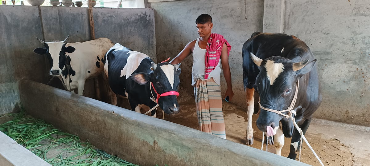 ঢাকার পশুর হাটে বিক্রি না হওয়ায় ফিরিয়ে আনা সাতটি গরুর মধ্যে তিনটি গরুর সঙ্গে খামারি ও গরু ব্যবসায়ী উজ্জ্বল হোসেন। বাকি গরুগুলো জায়গার সংকটে অন্য খামারে রেখেছেন। শুক্রবার দুপুরে পাবনার বেড়া পৌর এলাকার বৃশালিখা মহল্লায়