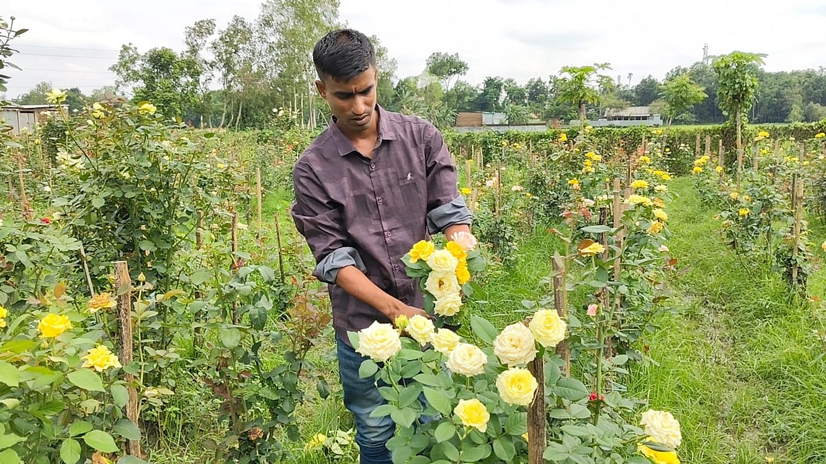 নিজের গোলাপবাগানে কাজ করছেন ময়মনসিংহের তরুণ উদ্যোক্তা শামীম মিয়া। সম্প্রতি ময়মনসিংহ সদর উপজেলার দড়ি কুষ্টিয়া গ্রামে